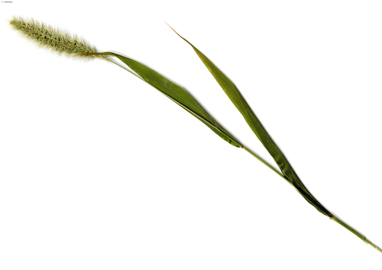 Setaria italica subsp. viridis (Poaceae)